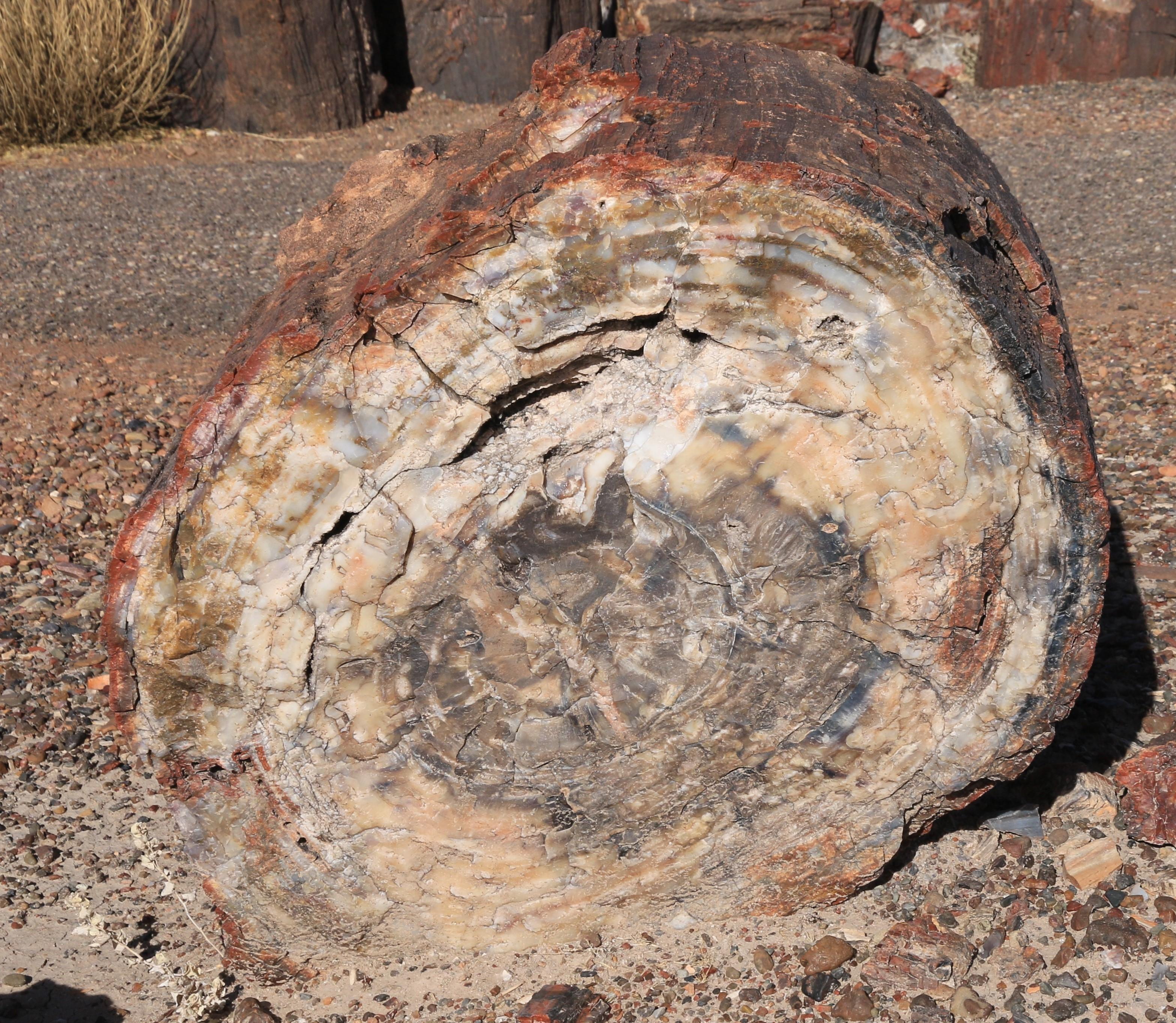 Petrified Forest NP